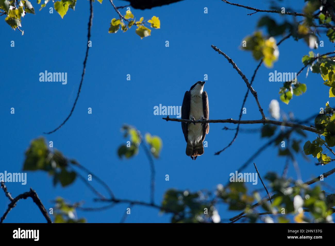 Osprey thronte auf einem kleinen Zweig, der unten gesehen wurde Stockfoto