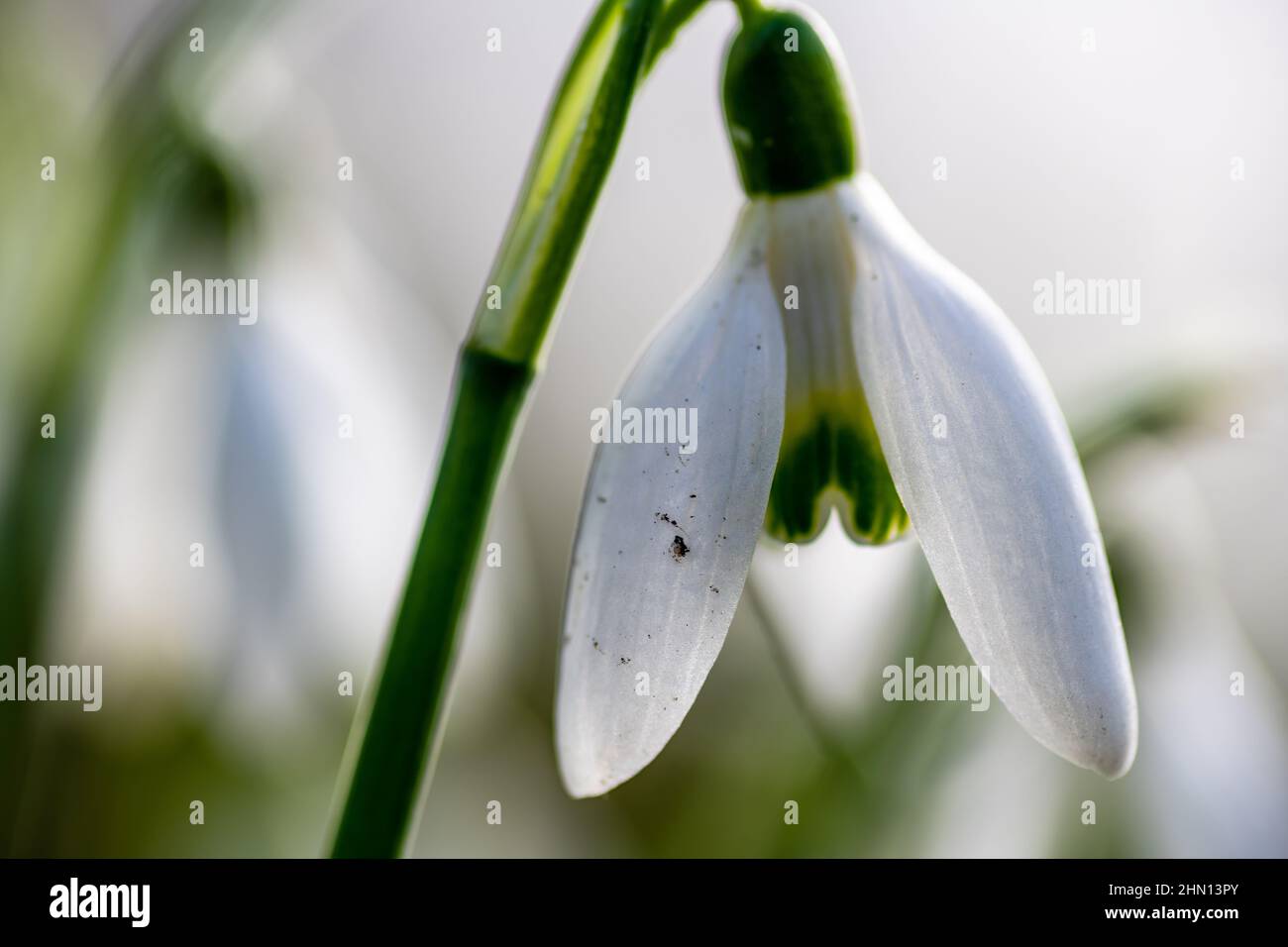 Makro-Nahaufnahme einer Schneeglötblume im Spätwinter. Stockfoto