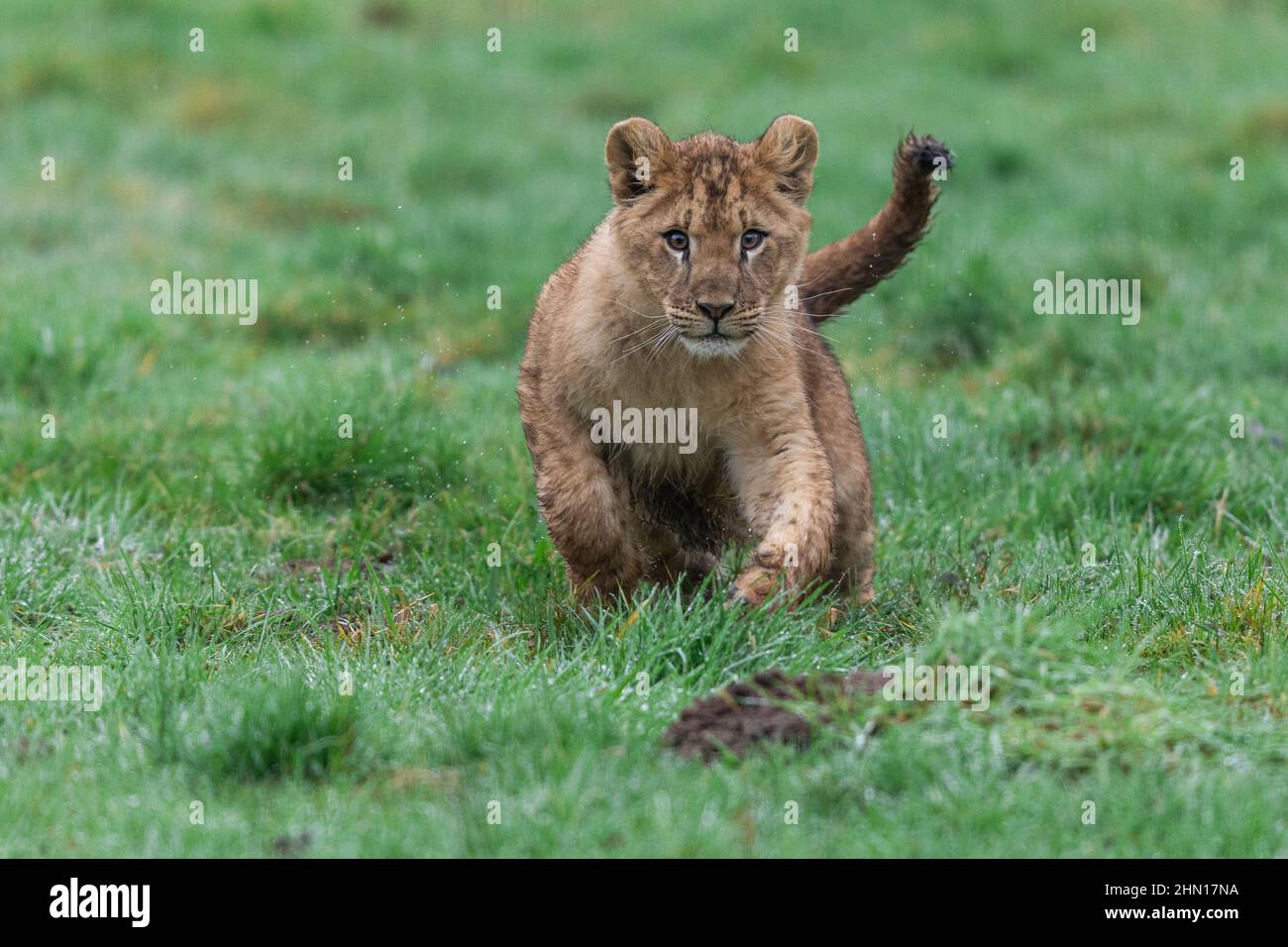 Baby Löwe spielt auf dem Felsen Stockfoto