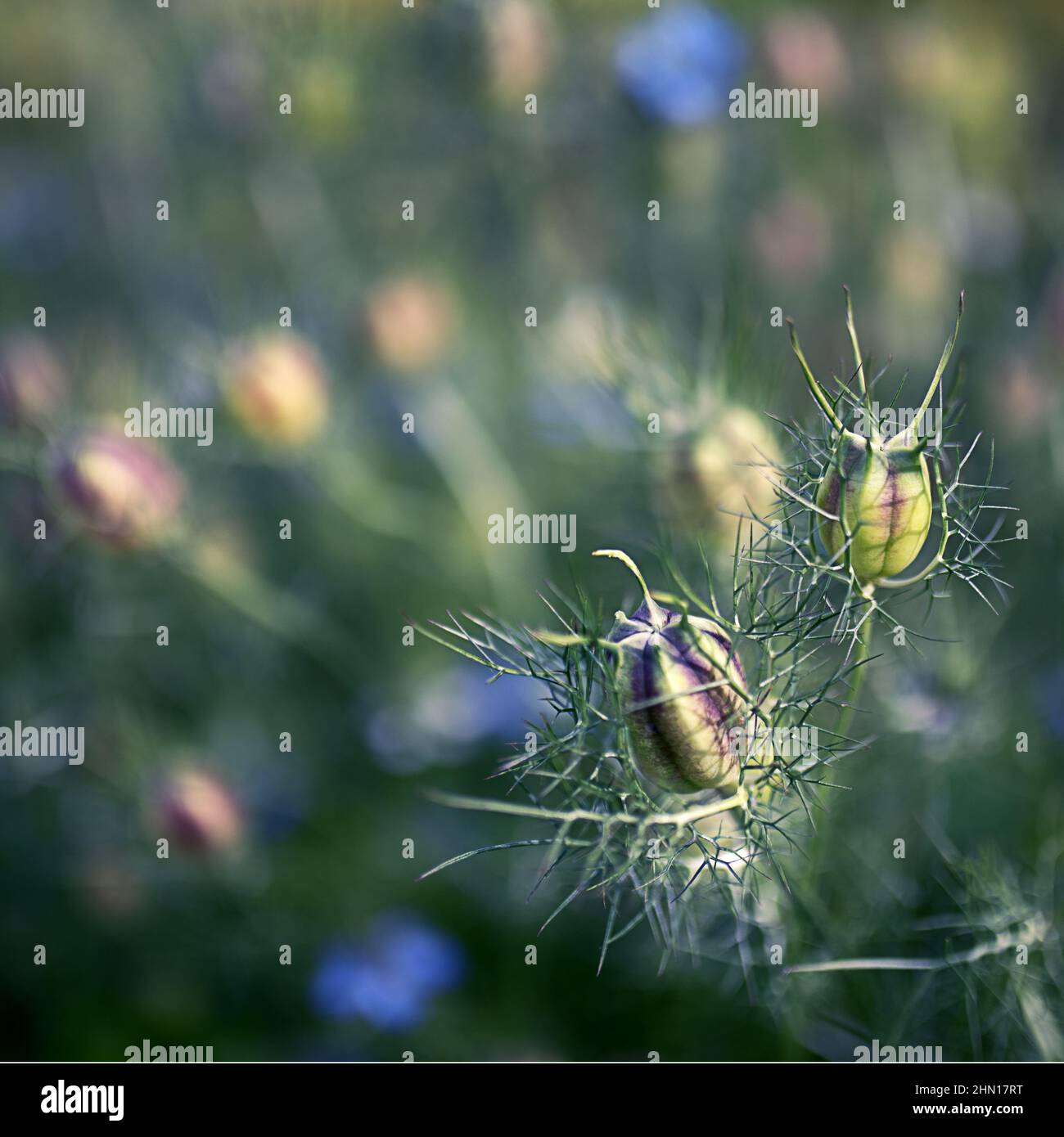 Schwarzer Kreuzkümmel blüht im Garten. Selektiver Fokus. Stockfoto