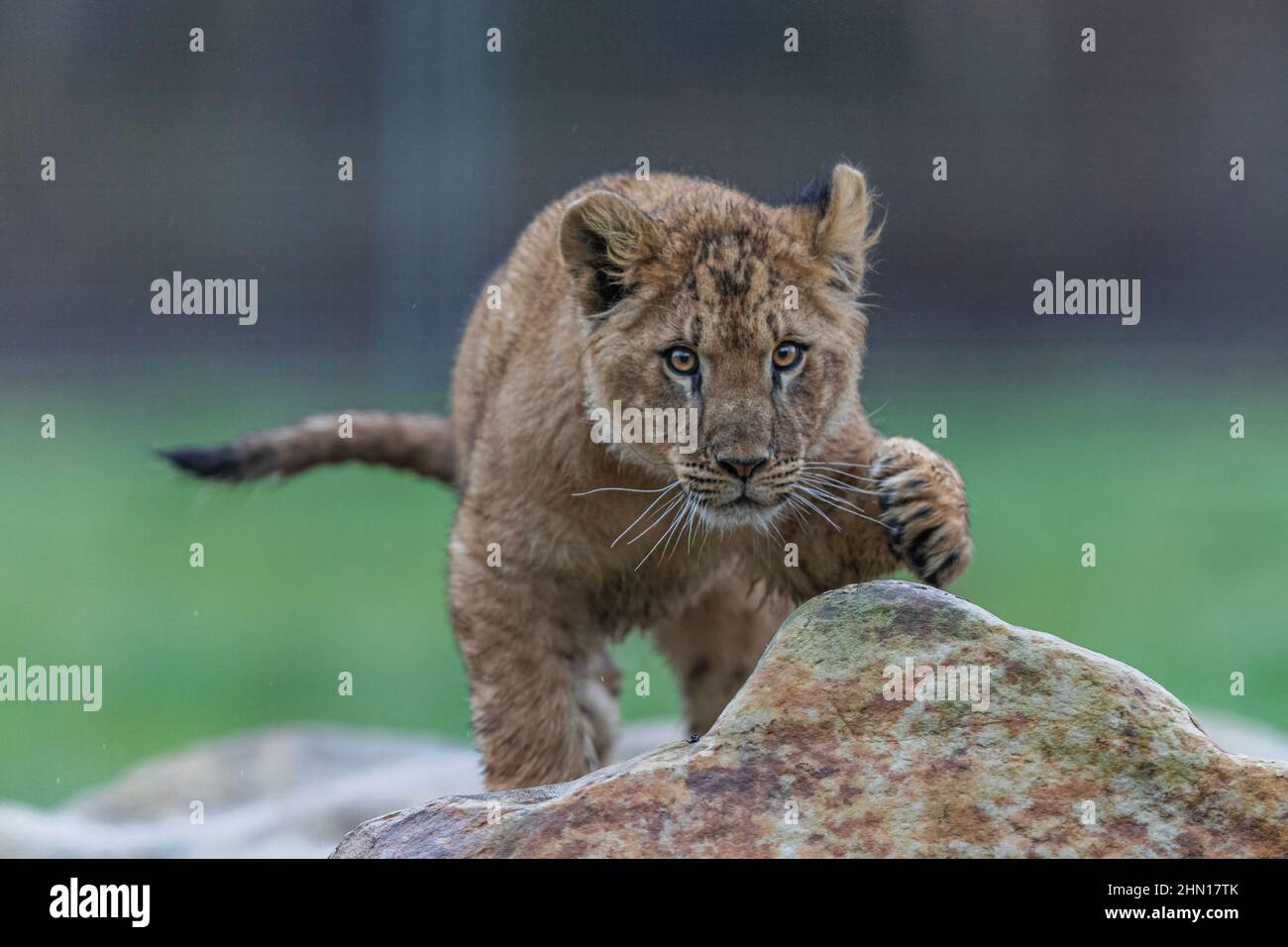 Baby Löwe spielt auf dem Felsen Stockfoto