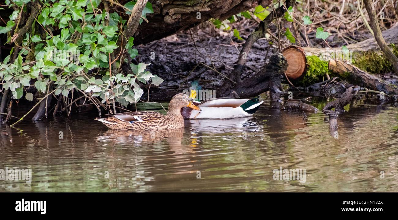 Eine drake und Henne Stockard (Anas platyrhynchos) Ente schwimmen auf dem Fluss Bure, Norfolk Broads Stockfoto