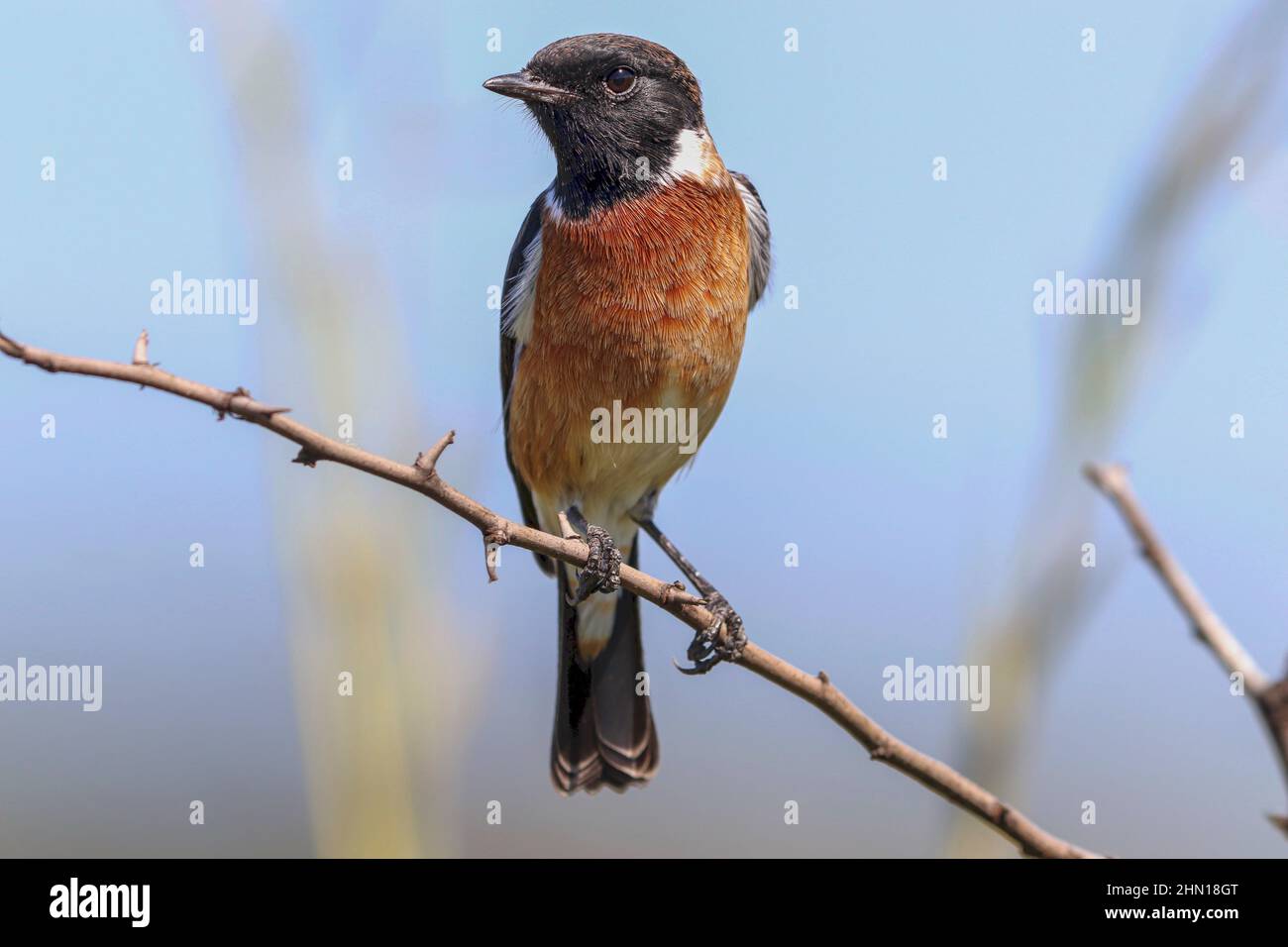 Afrikanischer Stonechat, Südafrika Stockfoto