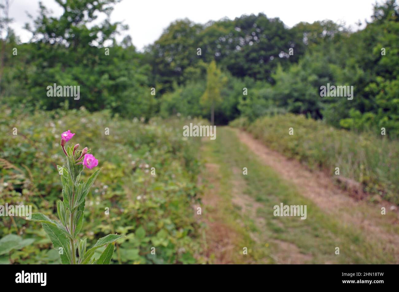 Pfad durch englisches Feld mit Wald und Wald mit Bäumen im Hintergrund. Aufgenommen in Boxley, Maidstone, Kent, Großbritannien Stockfoto