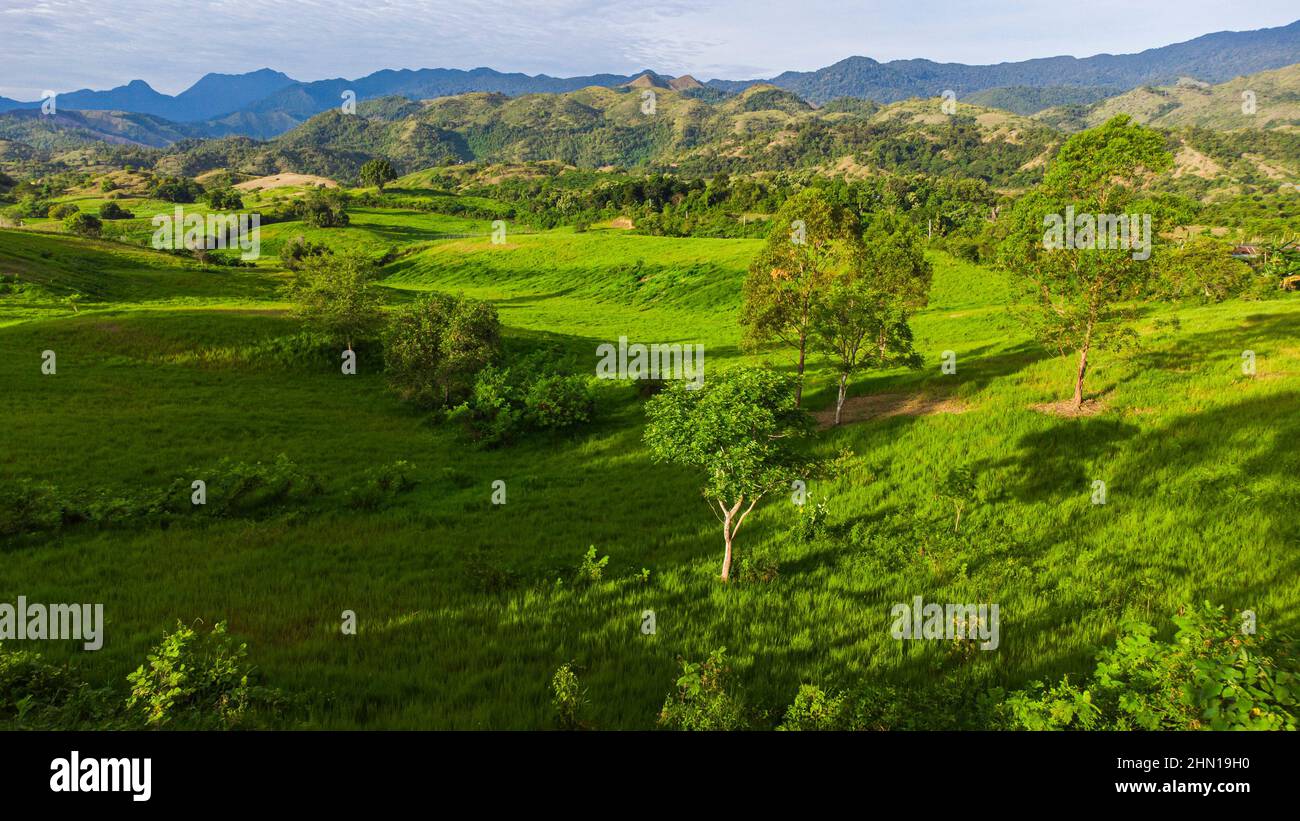 Grüne Grasfelder, Viehzuchtweiden in Aceh, Indonesien Stockfoto
