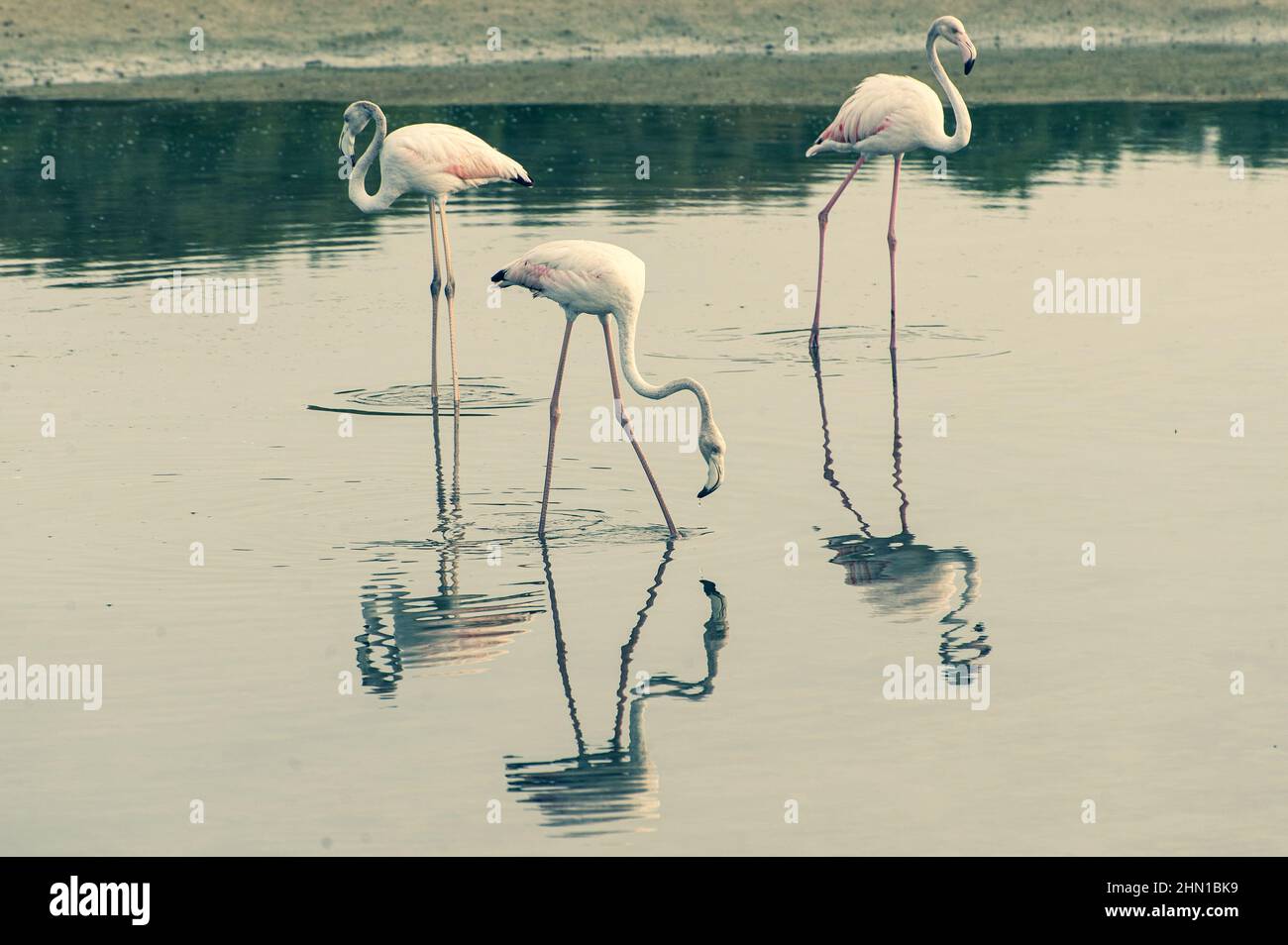 Flamingos spiegeln sich im Teich. Stockfoto