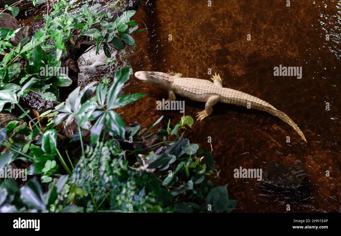 Albino-Alligator, der im Wasser eines tropischen Aquariums ruht. Blick von oben. Stockfoto