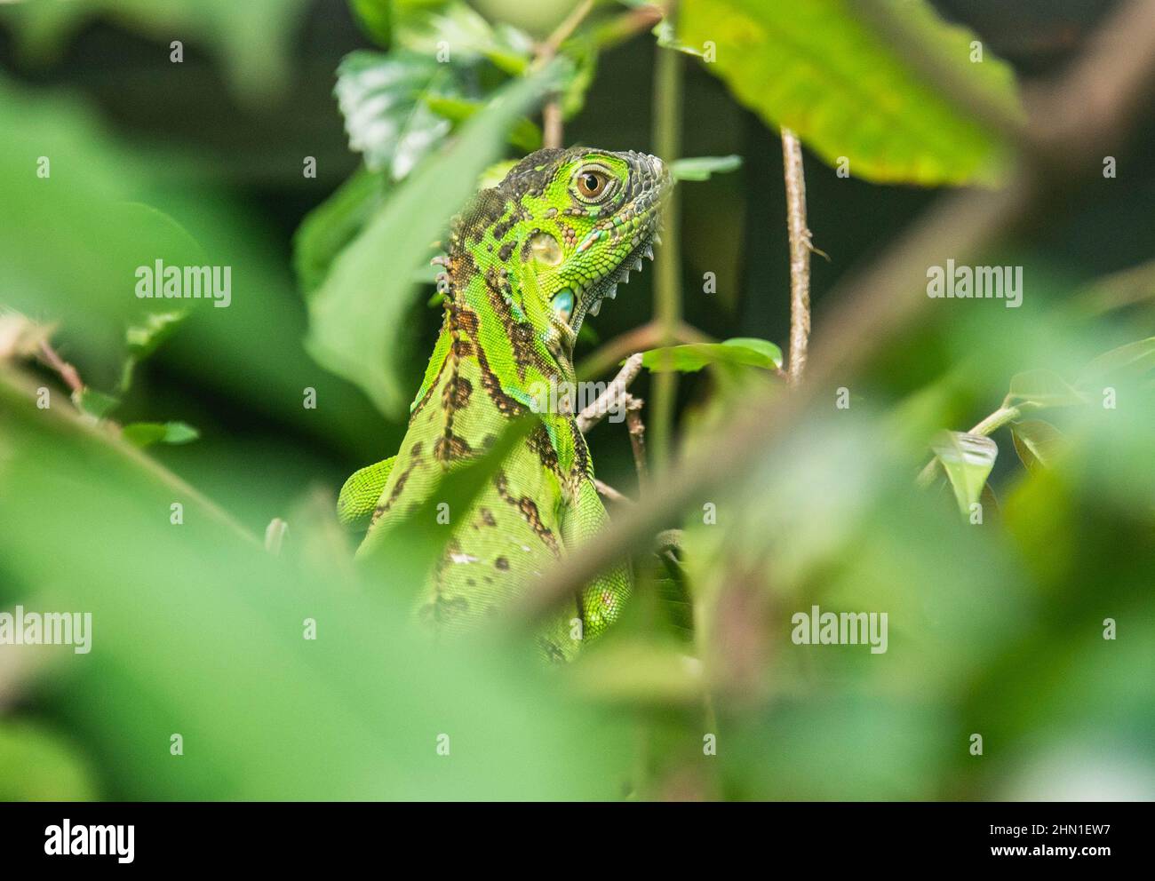 Jesus Christ Eidechse (gemeiner Basilisk), Arenal Nationalpark, La Fortuna, Costa Rica Stockfoto