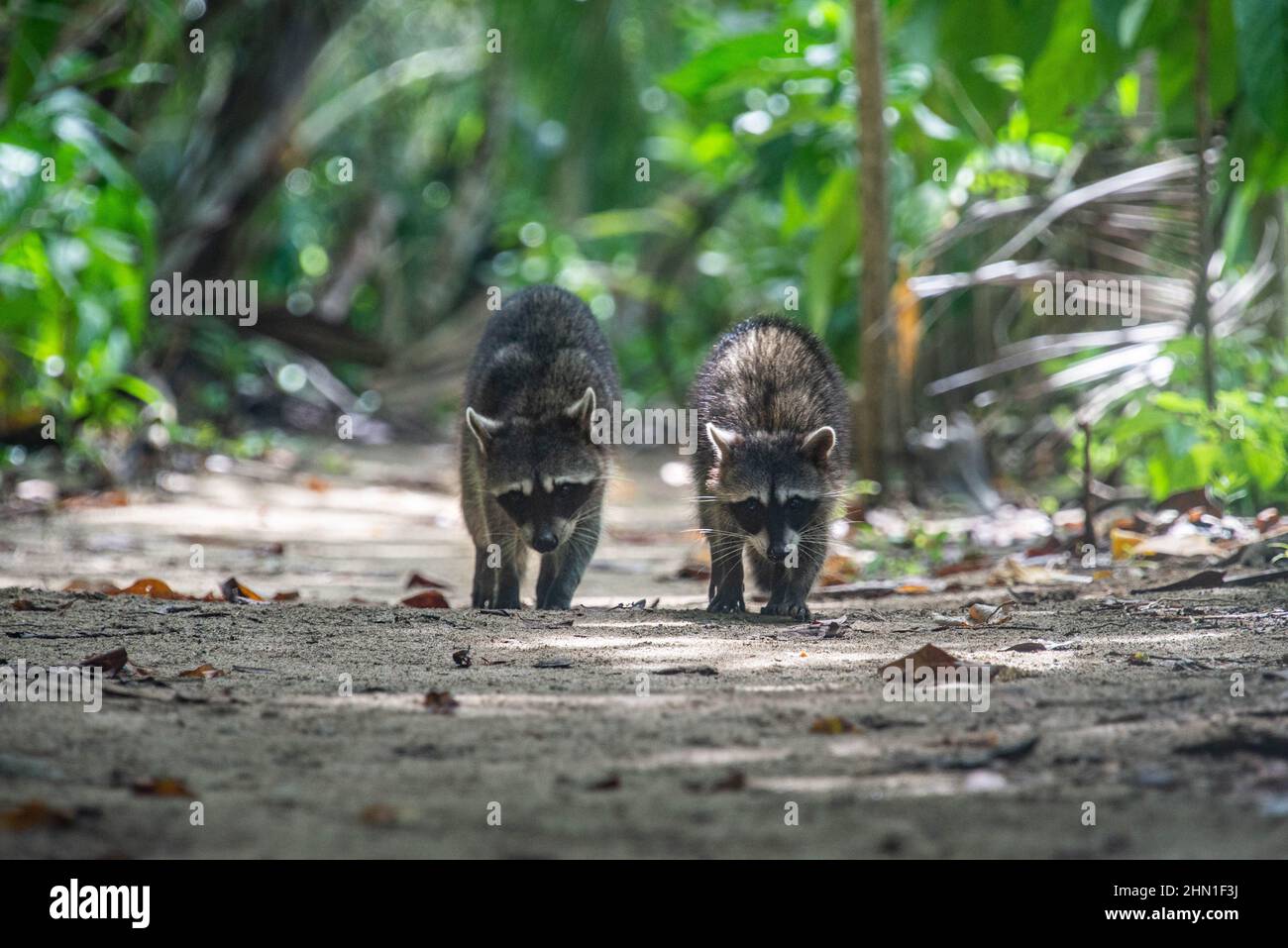 Waschbären auf dem Trail, Cahuita Nationalpark, Costa Rica Stockfoto