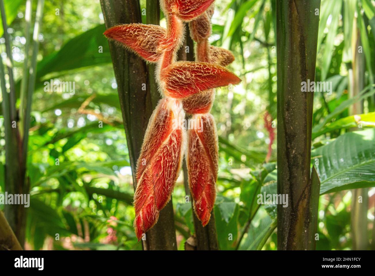 Heliconia danielsiana, Cahuita-Nationalpark, Costa Rica Stockfoto