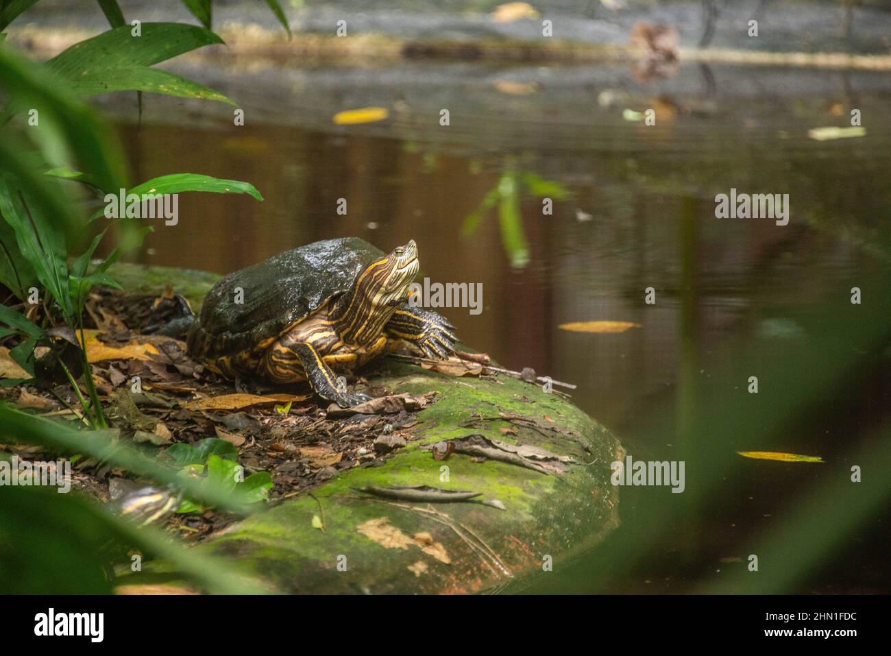 Rotohrschildkröten (Trachemys scripta), Costa Rica Stockfoto