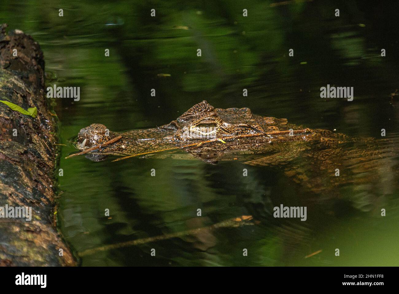 Lauernder, spektakulärem Caiman (Caiman crocodilus), Cahuita-Nationalpark, Costa Rica Stockfoto