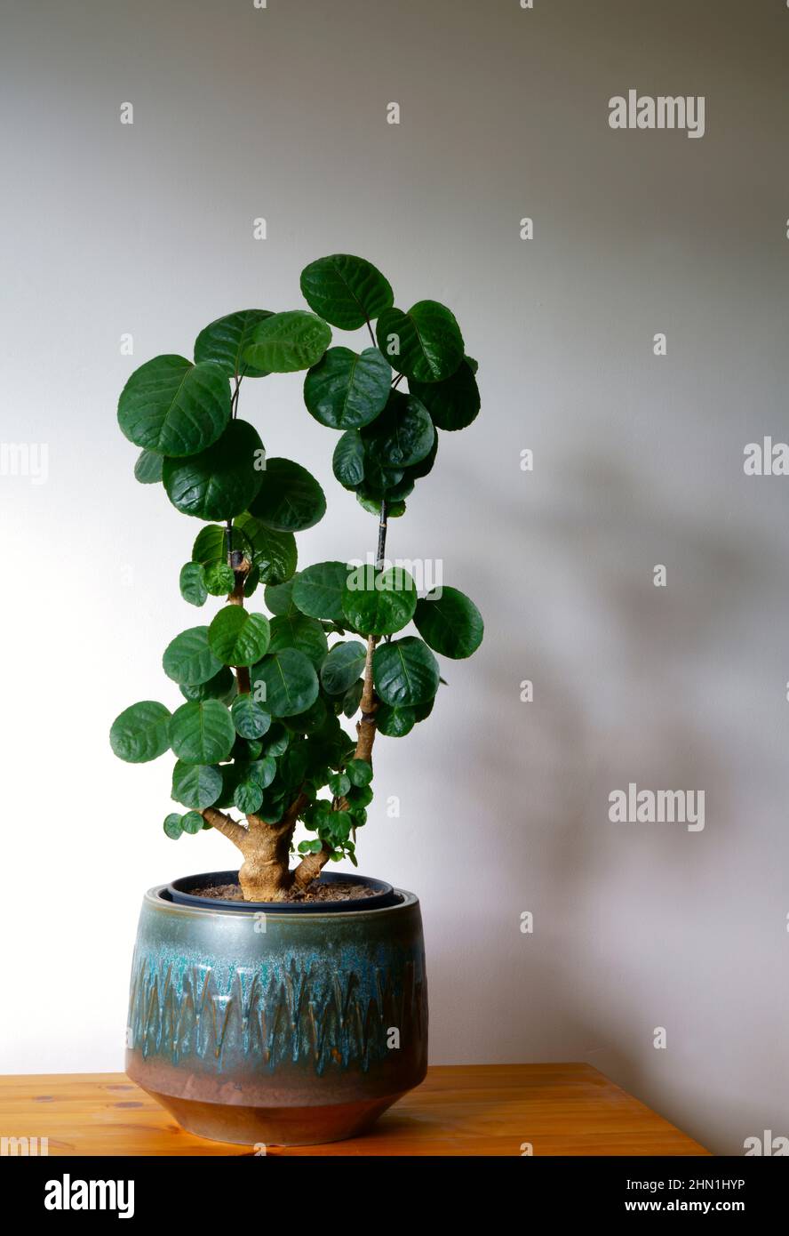 Polyscias scutellaria fabian Zimmertopf Pflanze. Stockfoto