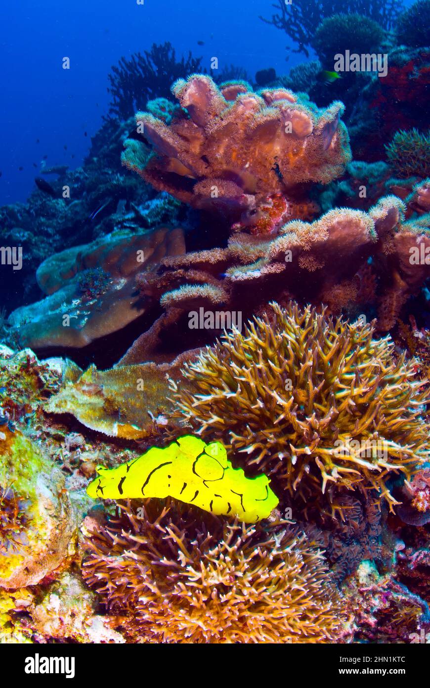 Notodoris Minor Nudibranch auf hartem Korallenriff, Twin Tunnels, Salomonen Stockfoto
