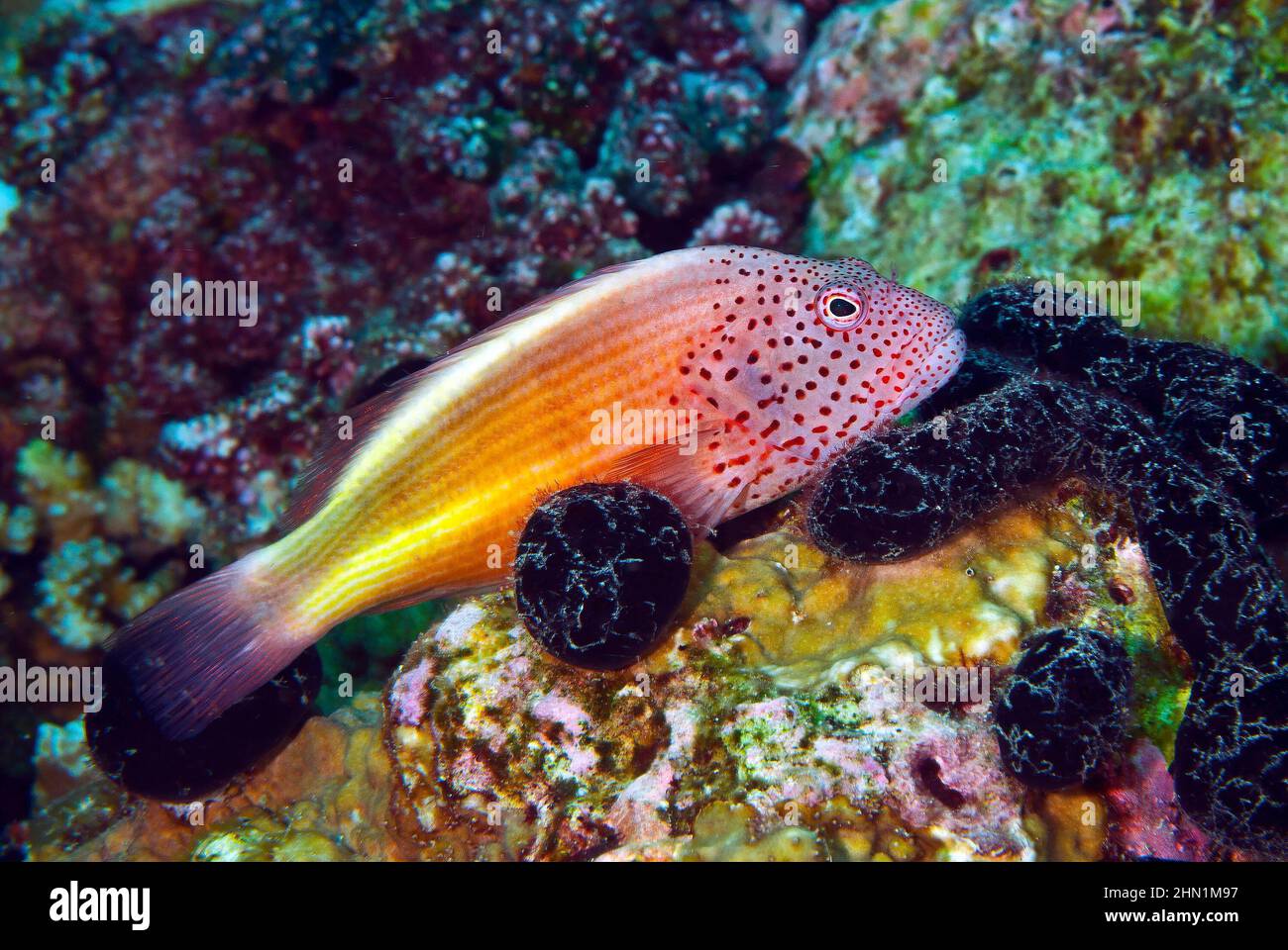 Sommersprossen Hawkfiwatersportssh auf Ruhe auf Korallenriff, Salomonen Stockfoto