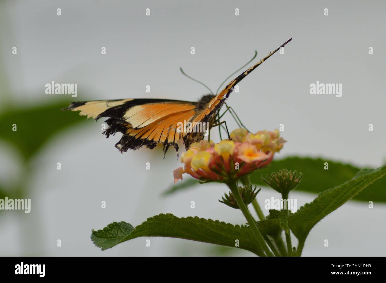 Nahaufnahme eines Mocker-Schwalbenschwanzschmetterlings auf einer Blume auf einem Feld mit verschwommenem Hintergrund Stockfoto