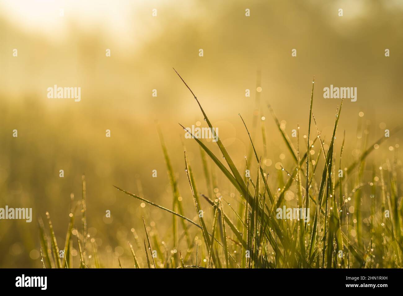 Wiesengras mit Tautropfen in der morgendlichen Nahaufnahme Stockfoto