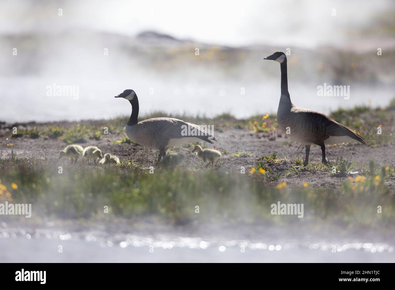 Canada Goose (Branta canadensis) Eltern mit Gänsen im Dampf am Firehole Lake, Yellowstone NP, Wyoming Stockfoto