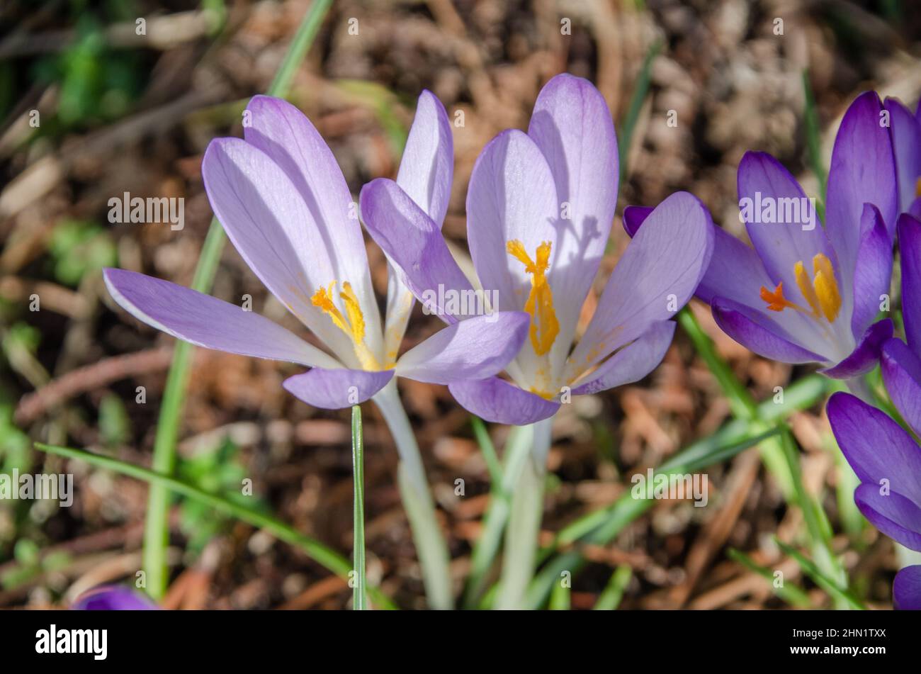 Die Krokusse sind eine Pflanzengattung der Irisfamilie. Die etwa 235 Krokusarten Stockfoto