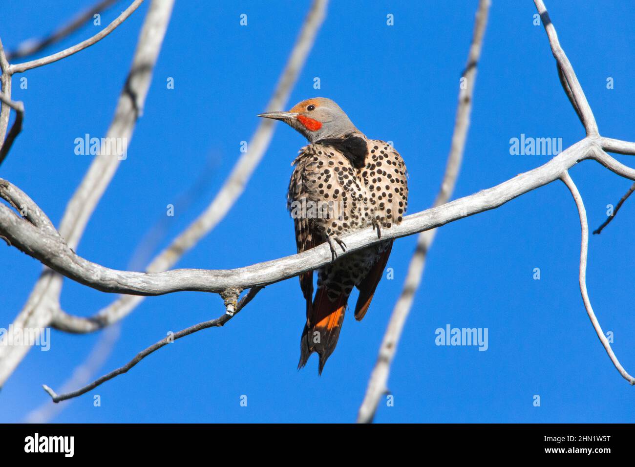 Northern Flicker (Colaptes auratus) Grand Teton NP, Wyoming Stockfoto