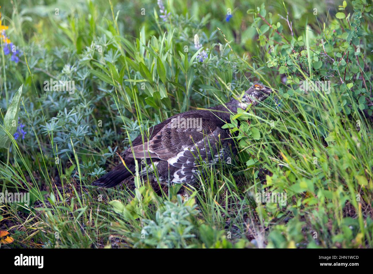 Blauhühner (Dendragapus obscurus) weibliche Fütterung, Grand Teton NP, Wyoming, USA Stockfoto