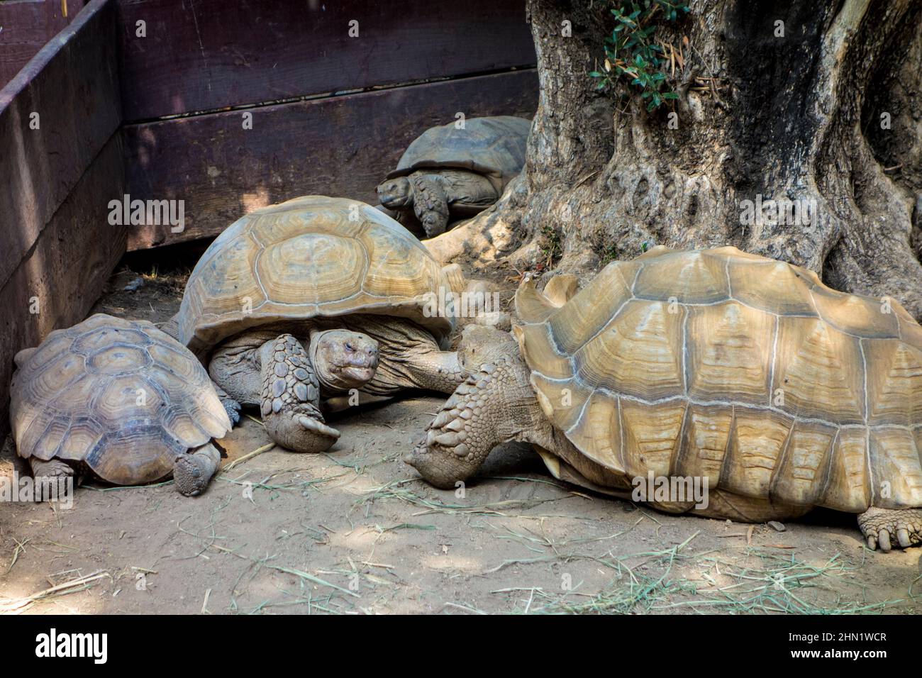 Sulcata-Schildkröten oder afrikanische Wildschildkröten, Geochelonsulfat, im Wildlife Learning Center, Sylmar, Kalifornien, USA Stockfoto