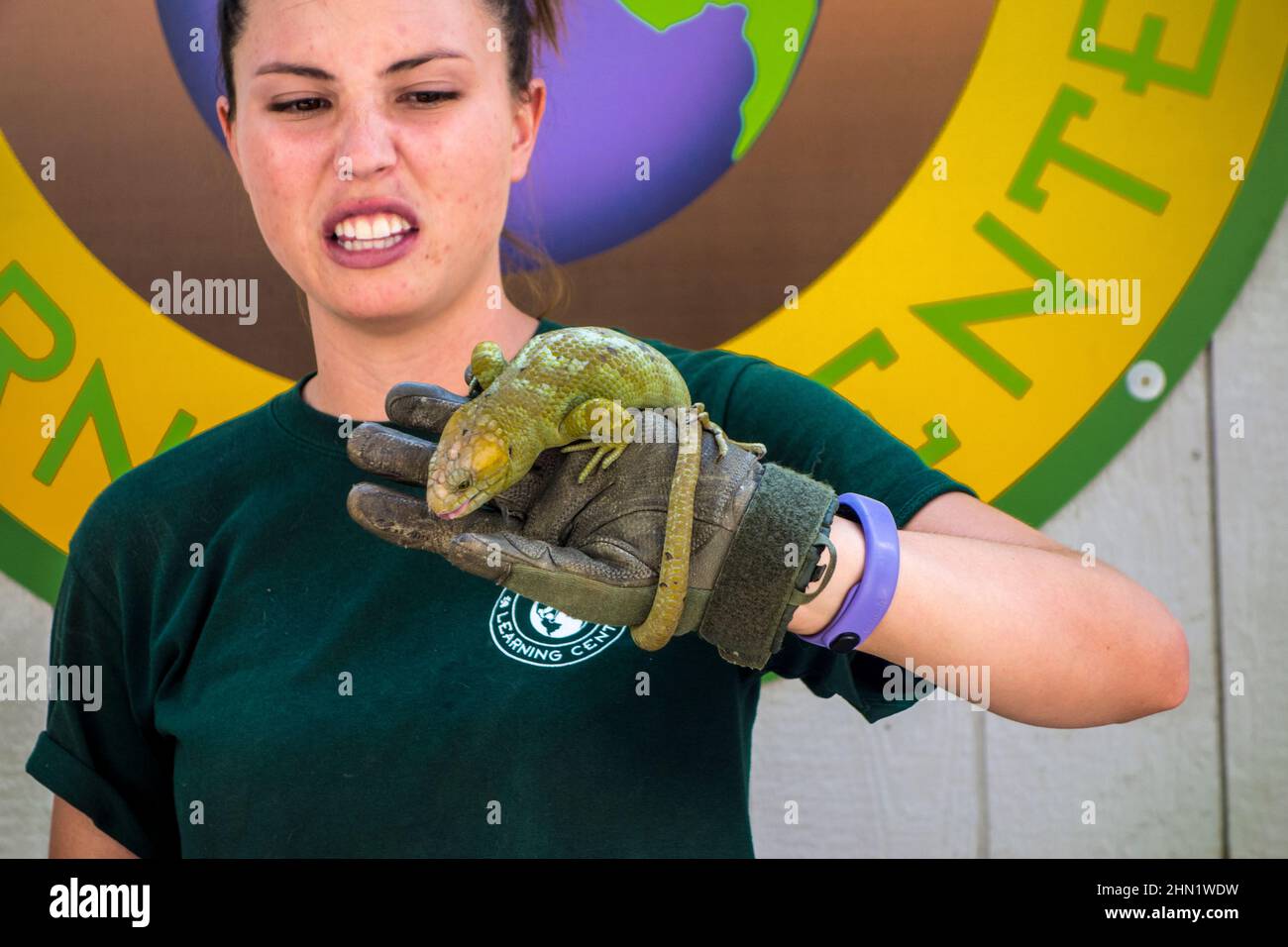 Keeper zeigt einen Solomon Islands Skink oder Affenschwanz Skink, Corucia zebrata, im Wildlife Learning Center, Sylmar, Kalifornien, USA Stockfoto