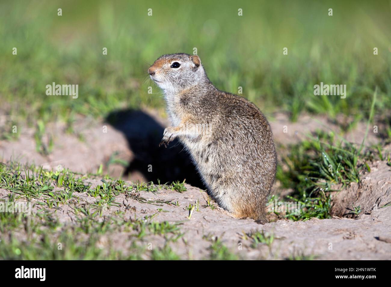 Uinta Ground Squirrel (Spermophilus armatus), Grand Teton NP, Wyoming, USA Stockfoto