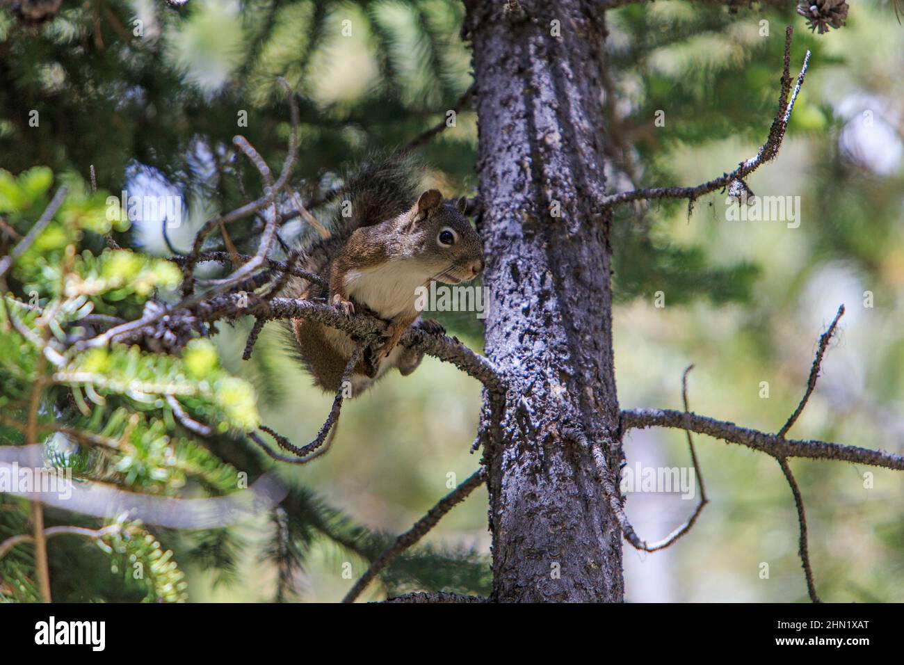 Amerikanisches Rotes Eichhörnchen (Tamiasciurus hudsonicus), in Kiefer sitzend, wachsam, Grand Teton NP, Wyoming Stockfoto