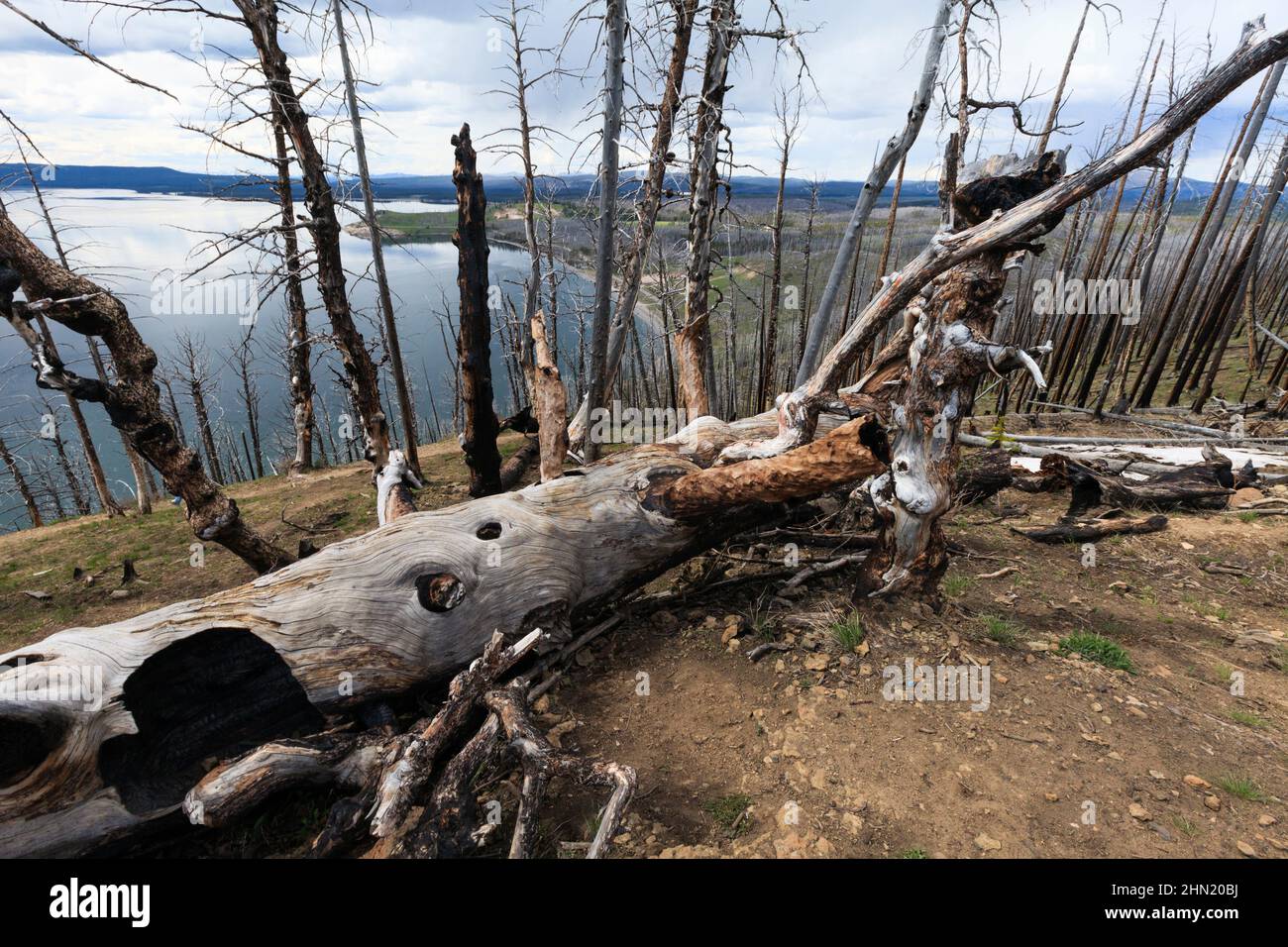 Verbrannte Bäume und Skelettwälder am Lake Butte am Nordufer des Yellowstone Lake, Yellowstone NP, Wyoming, USA Stockfoto
