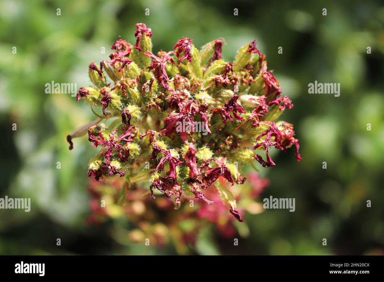 Nahaufnahme eines verbrannten maltesischen Kreuzblumenkopfes Stockfoto