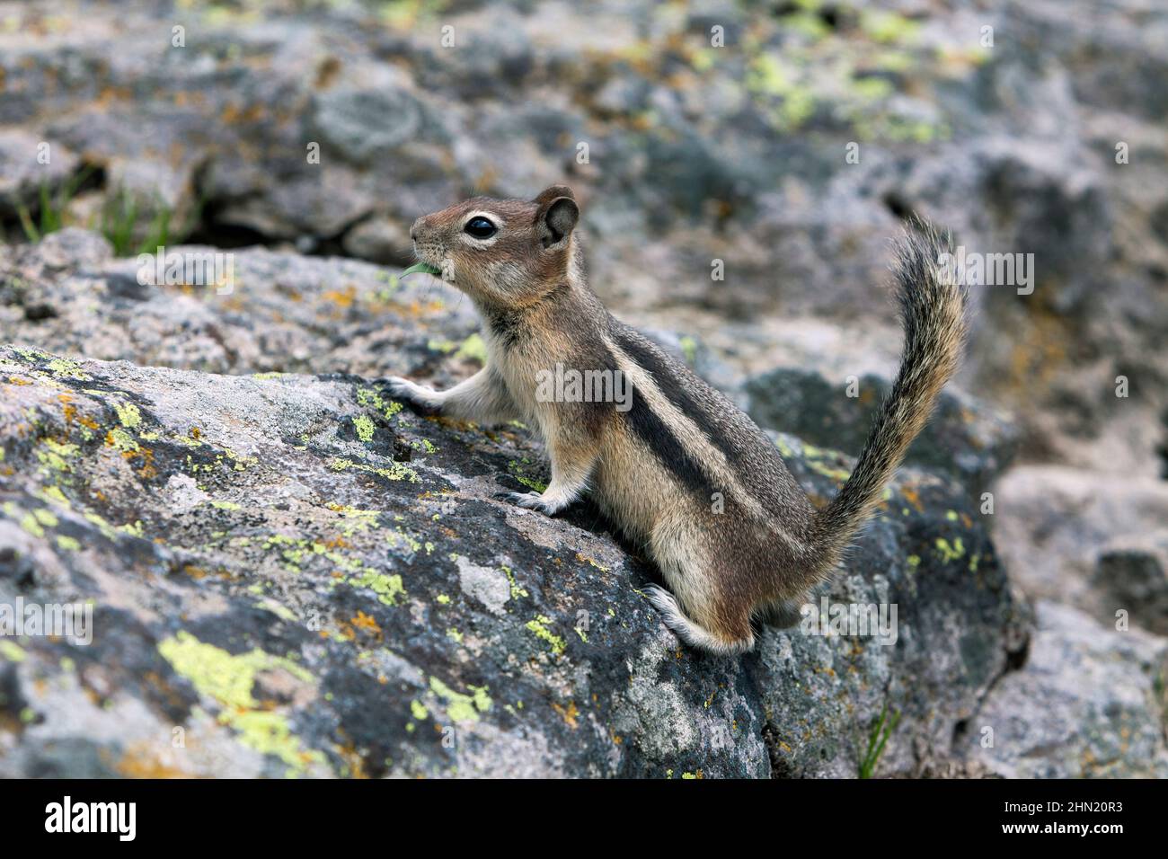 Golden-Manled Ground Squirrel (Callospermophilus) auf Boulder, Yellowstone NP, Wyoming, USA Stockfoto