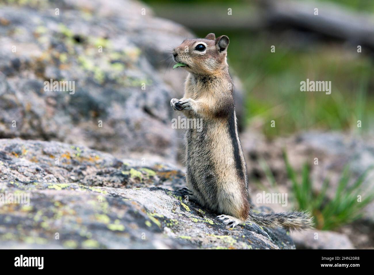 Golden-Manled Ground Squirrel (Callospermophilus) auf Boulder, Yellowstone NP, Wyoming, USA Stockfoto