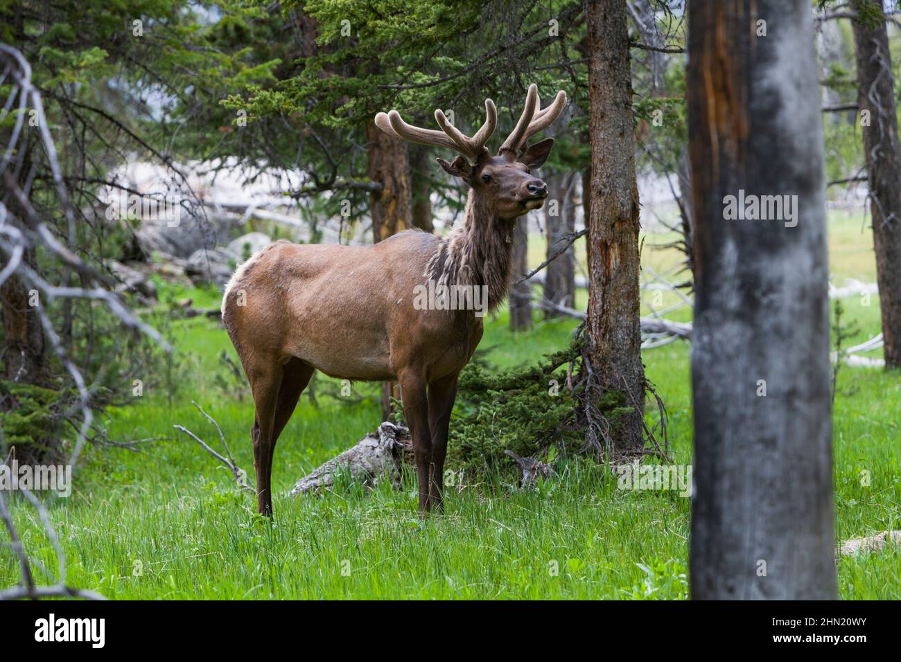 Wapitistier (Cervus elaphus) mit neuem Geweih bedeckt mit Samt, Yellowstone NP, Wyoming, USA Stockfoto