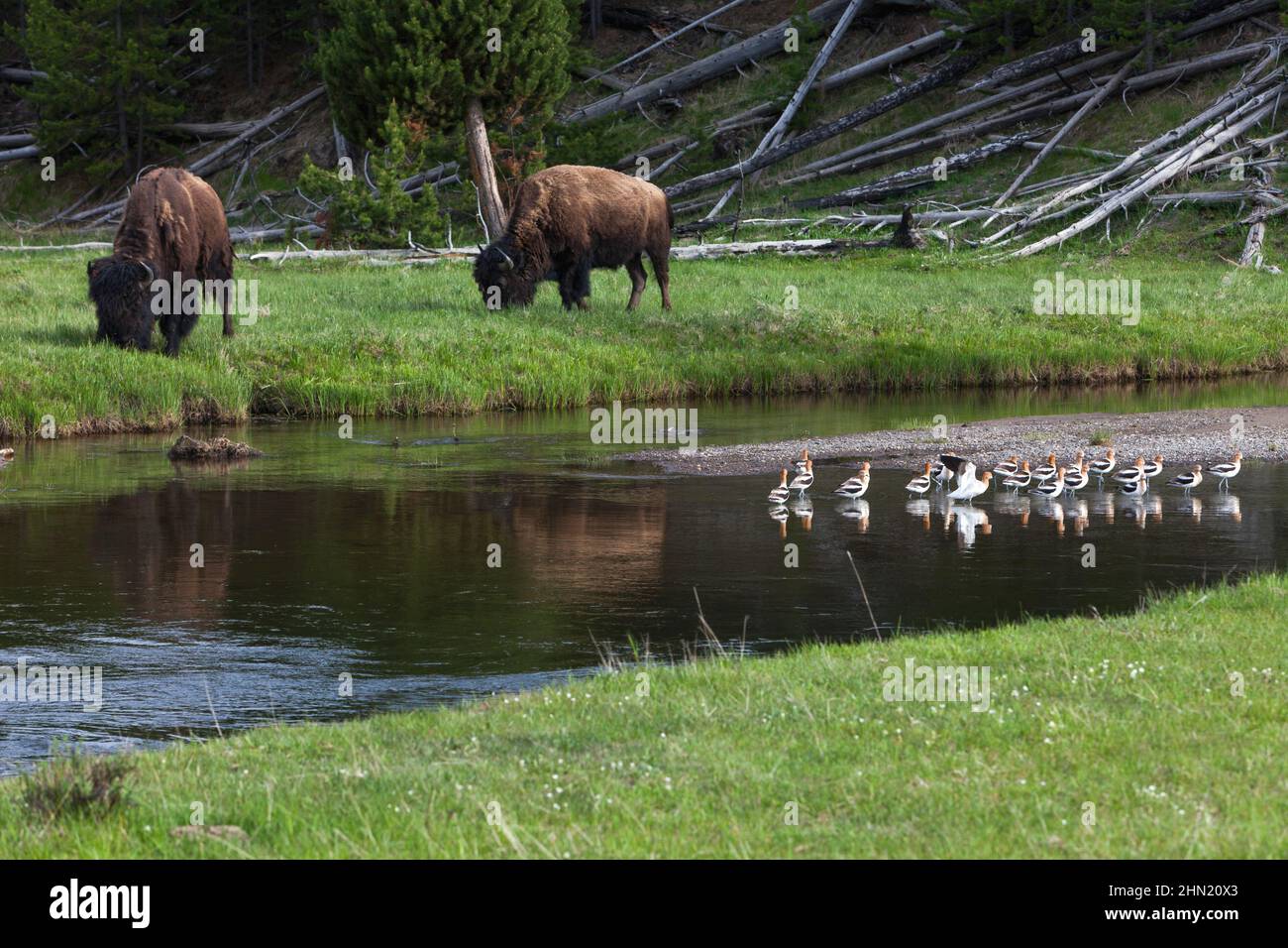 American Bison (Bison Bison) weidet am Madison River, Yellowstone NP, Wyoming, USA Stockfoto