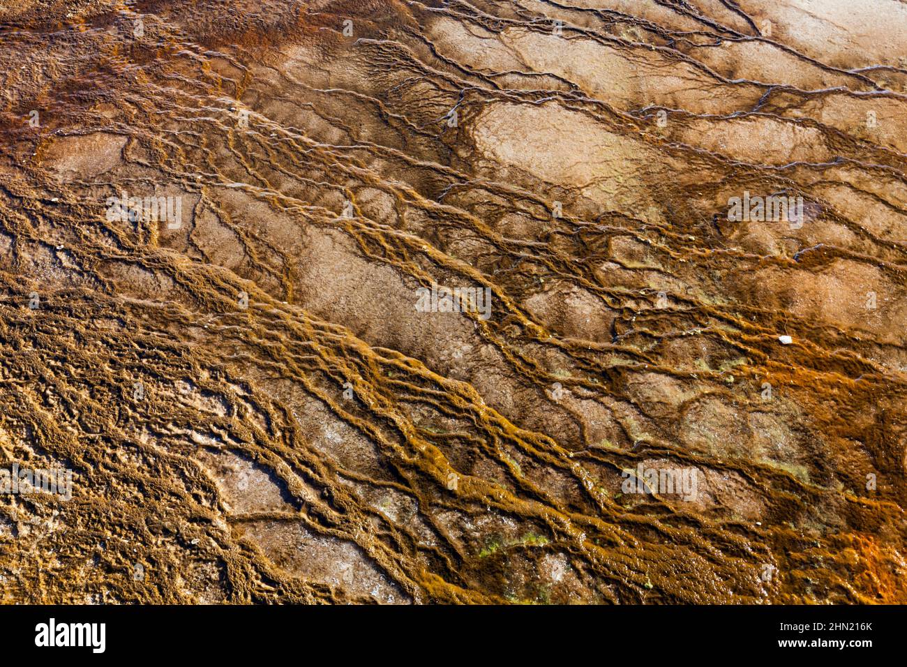 Bakterienmatten in Abfluss-Wasser, Grand Prismatic Spring, Midway Geyser Basin, Yellowstone NP, Wyoming Stockfoto