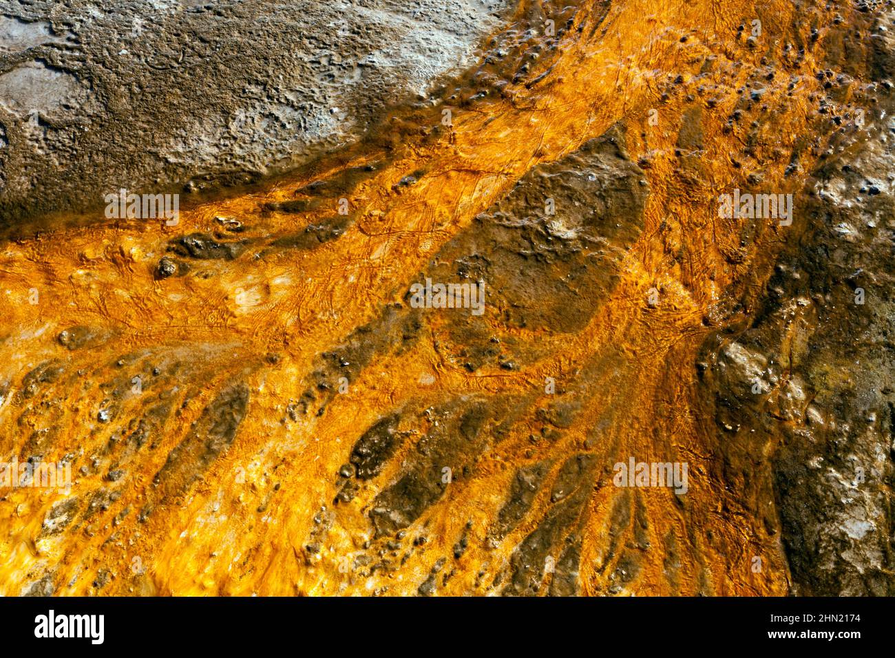Bakterienmatten in Abfluss-Wasser, Grand Prismatic Spring, Midway Geyser Basin, Yellowstone NP, Wyoming Stockfoto