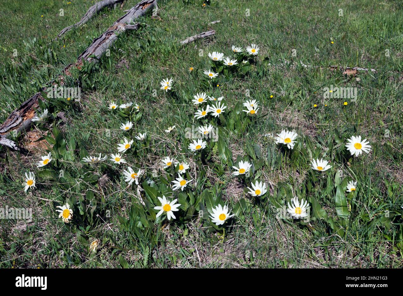 White Mule's Ear (Wyethia helianthoides) Blumen auf Wiese, Yellowstone NP, Wyoming, USA Stockfoto