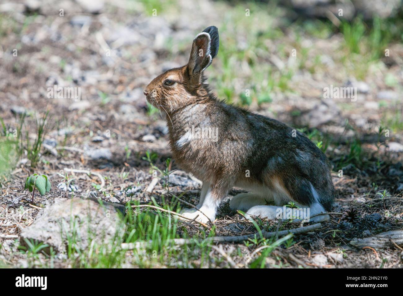 Schneeschuhhhhirte (Lepus americanus) im Schatten der Sommerhitze, Yellowstone NP, Wyoming, USA Stockfoto