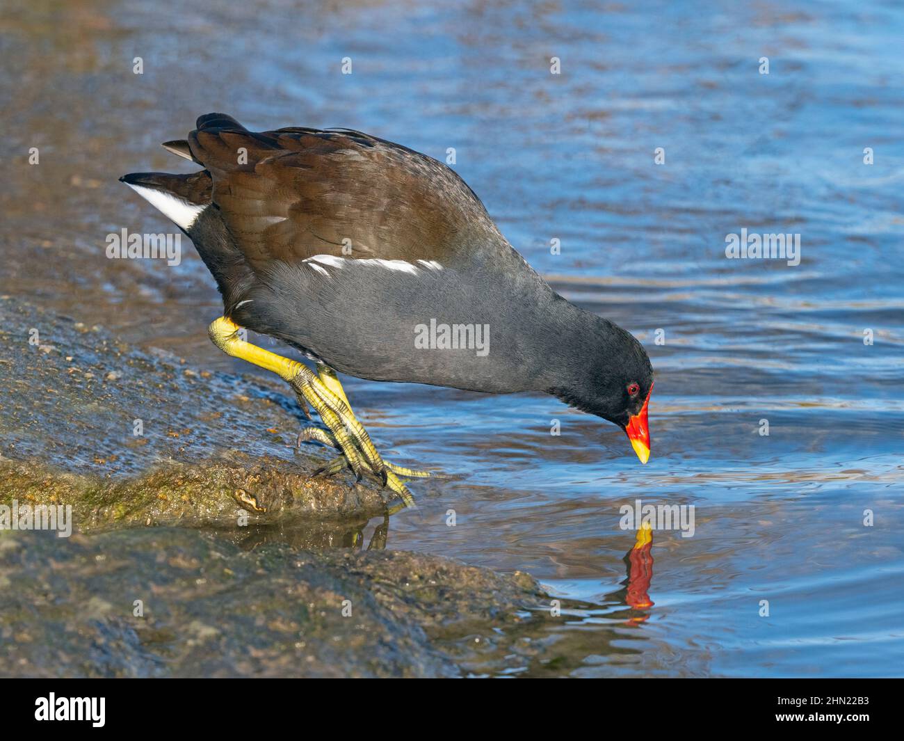Sumpfhuhn Gallinula chloropus Porträt im Winter bei Cley Naturschutzgebiet North Norfolk Stockfoto