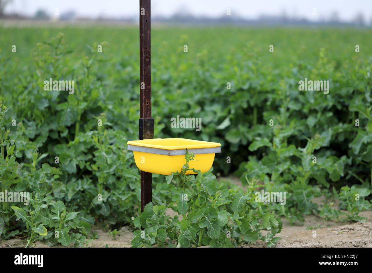 Eine gelbe Wasserschale, die auf eine Rapspflanze gelegt wird, um Schädlinge zu überwachen. Stockfoto