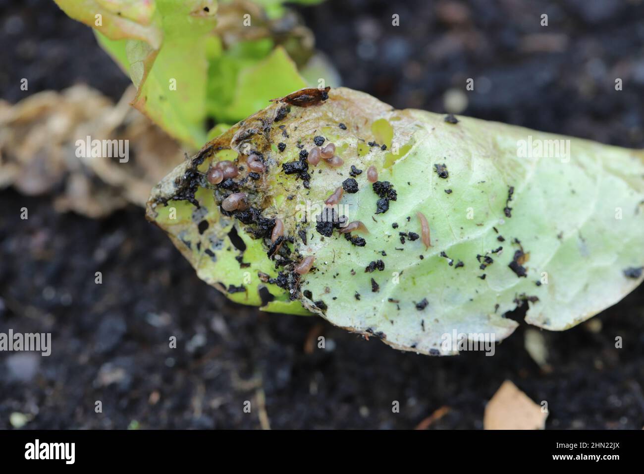 Junge Salatpflanze durch Nacktschnecken verletzt. Stockfoto