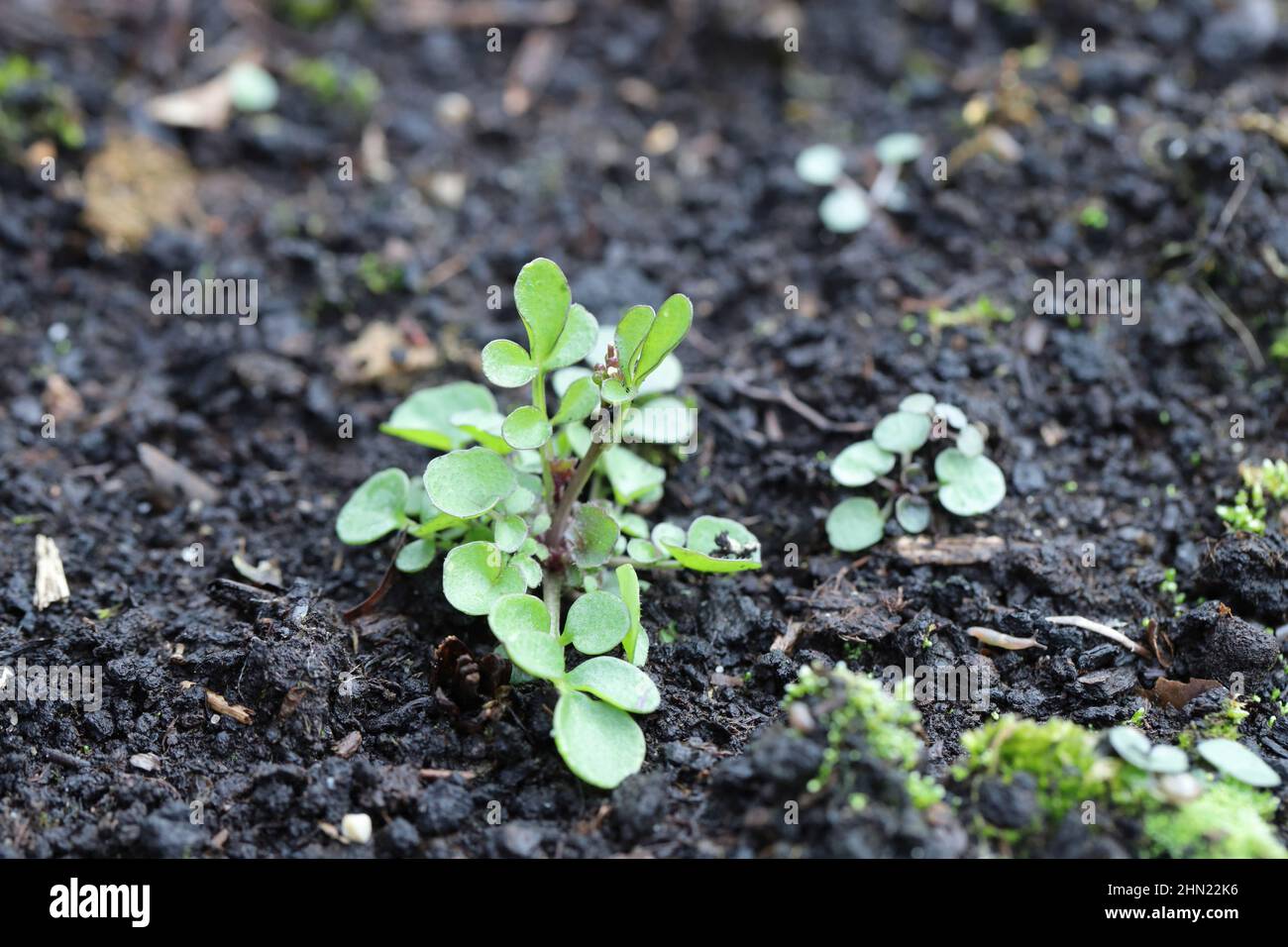 Cardamine hirsuta, allgemein als haarige Bitterkresse bezeichnet, ist eine jährliche oder zweijährige Pflanzenart in der Familie der Brassicaceae. Weit verbreitetes und häufiges Unkraut Stockfoto