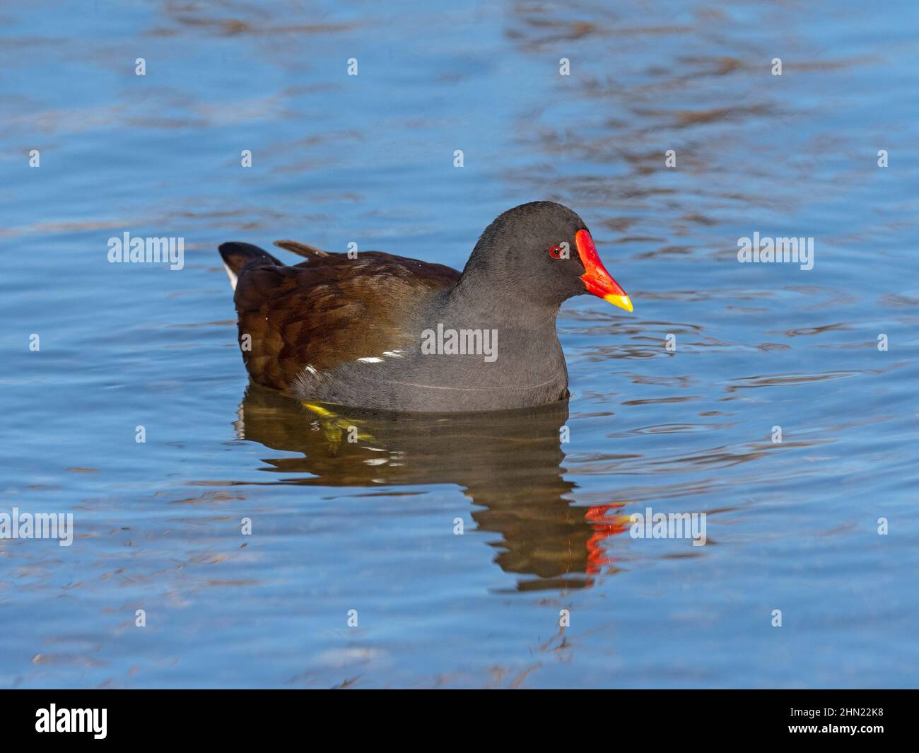 Sumpfhuhn Gallinula chloropus Porträt im Winter bei Cley Naturschutzgebiet North Norfolk Stockfoto