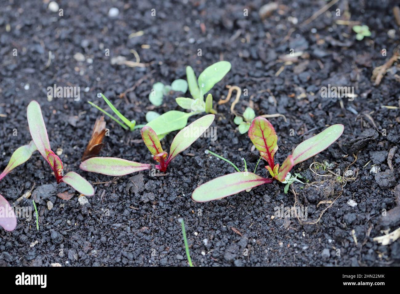 Junge Rübenpflanzen im Garten sprießen. Stockfoto