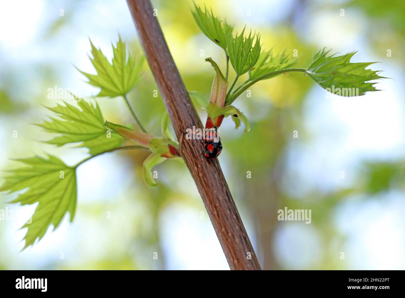 Eine Nahaufnahme des bunten asiatischen Marienkäfer (Harmonia axyridis) auf grünen Pflanzen. Stockfoto