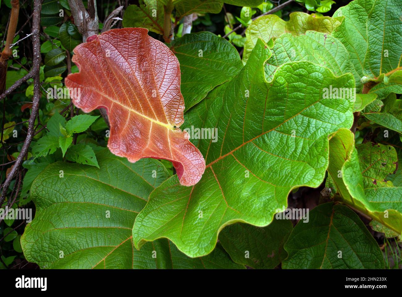 Coccoloba pubescens (Enkelblatt-Seegrape) ist in den Küstenregionen der Karibik beheimatet. Das Bild wurde auf St. Lucia aufgenommen. Stockfoto