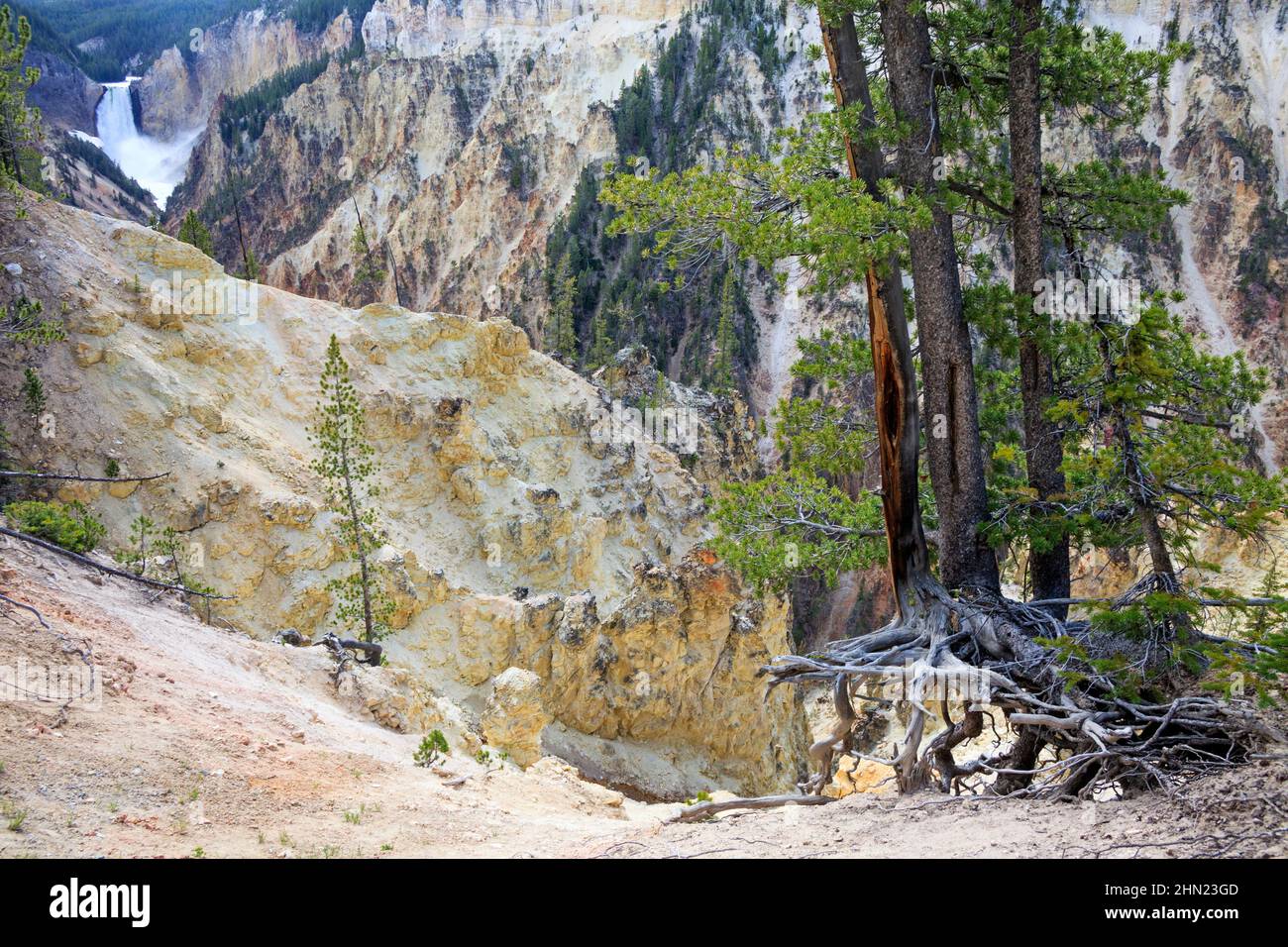 Pinien und Blick auf die Lower Falls vom Artist Point, Yellowstone NP, Wyoming, USA Stockfoto