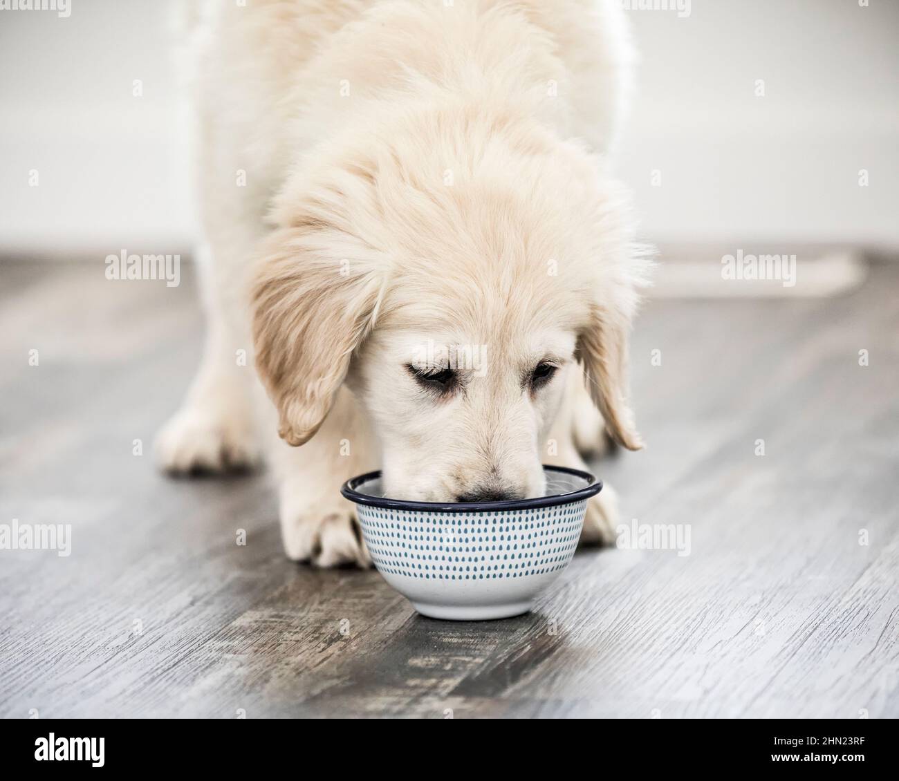 Ein englischer Cream Golden Retriever Welpe, der aus seiner Futterschale isst. Stockfoto