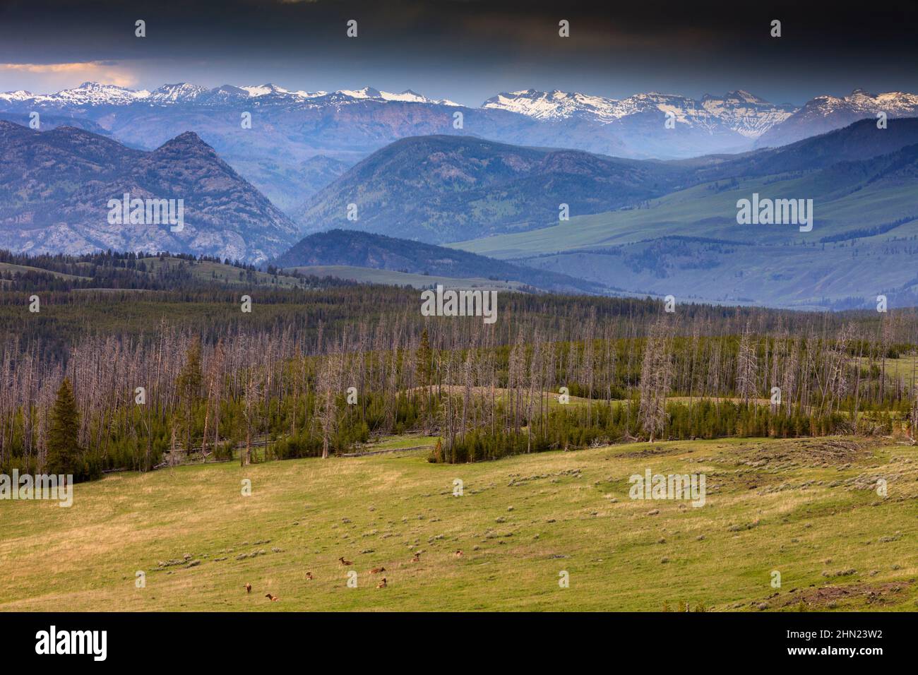 Elche (Cervus elaphus), die im Tal nördlich von Mount Washburn, Yellowstone NP, Wyoming, USA, ruht Stockfoto